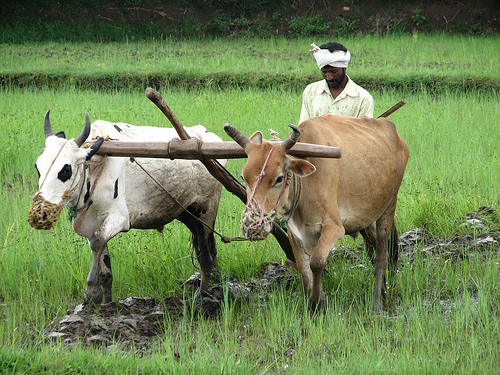 L'agricoltura di bestiame